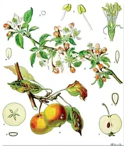 Detail-Ansichten des Apfelbaums