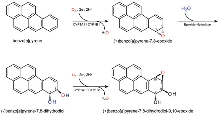 Oxidation von Benzo(a)pyren