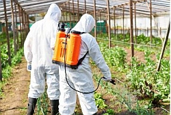 Pestizidbelastung