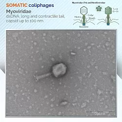 Coliphages