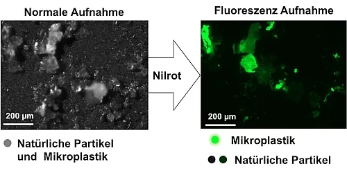 Fluoreszensaufnahme mit Nilrot