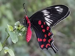 Common-Rose-Butterfly